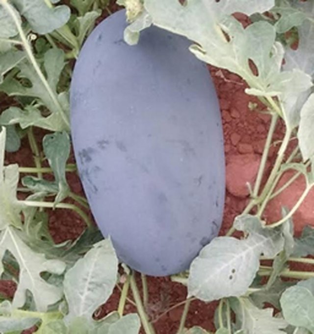 Watermelon Durgesh Varun F1 — Water Melon seeds, Durga Seed Farm
