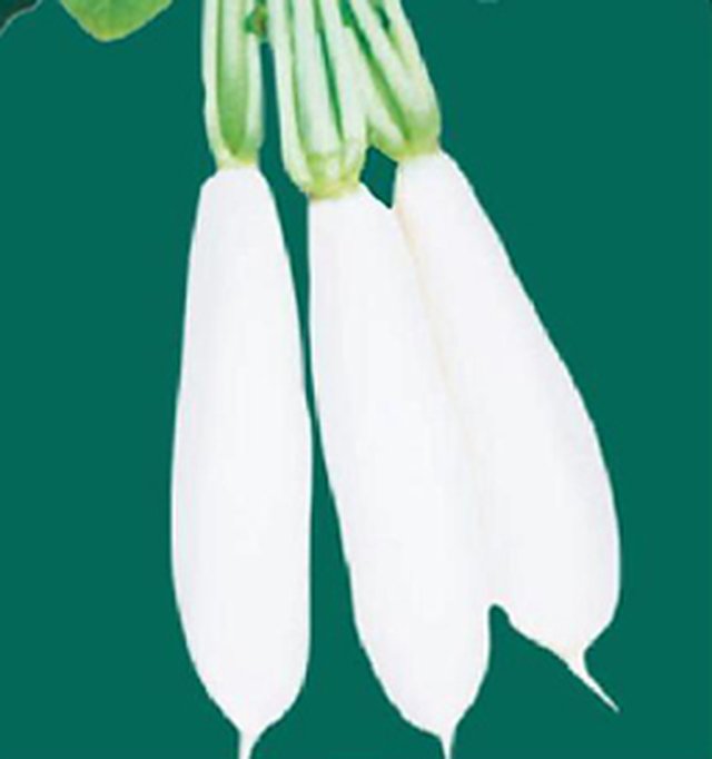 Radish Pusa Chetki — Radish seeds, Durga Seed Farm
