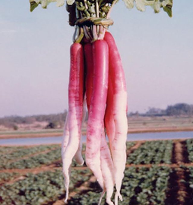 Radish Bombay Red — Radish seeds, Durga Seed Farm