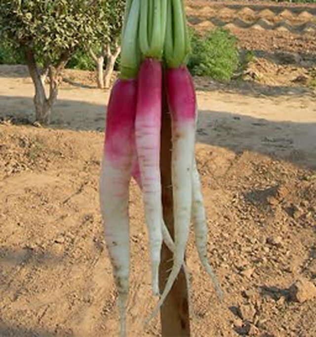 Radish Bombay Half Red — Radish seeds, Durga Seed Farm