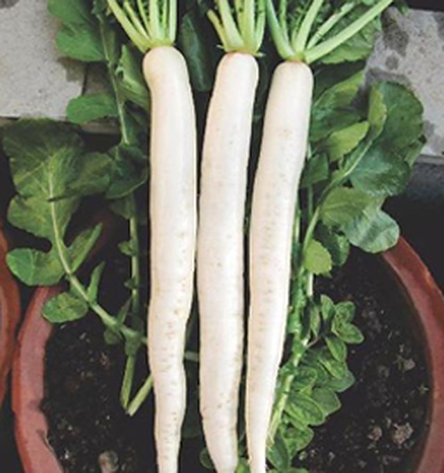 Radish All Season(Late Bolting) — Radish seeds, Durga Seed Farm