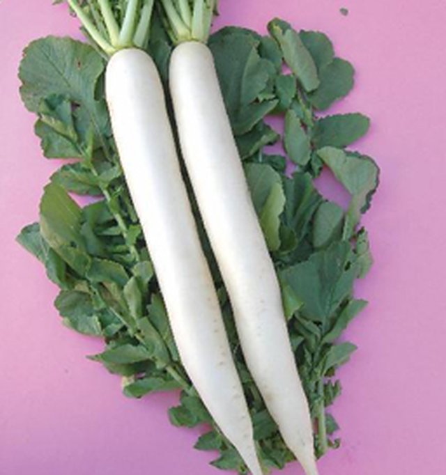 Radish Minu Early — Radish seeds, Durga Seed Farm