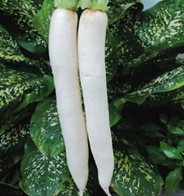 Radish Ivory White — Radish seeds, Durga Seed Farm