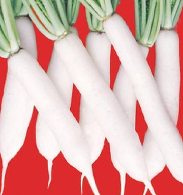 Radish Japnese White — Radish seeds, Durga Seed Farm
