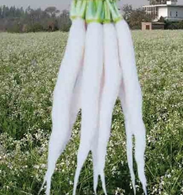 Radish Pusa Reshmi — Radish seeds, Durga Seed Farm
