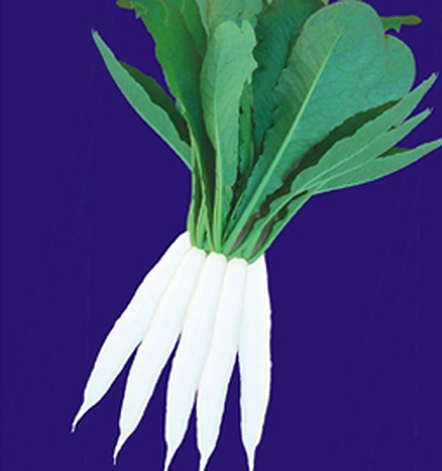 Radish Chetki-11(Palak Patta) — Radish seeds, Durga Seed Farm