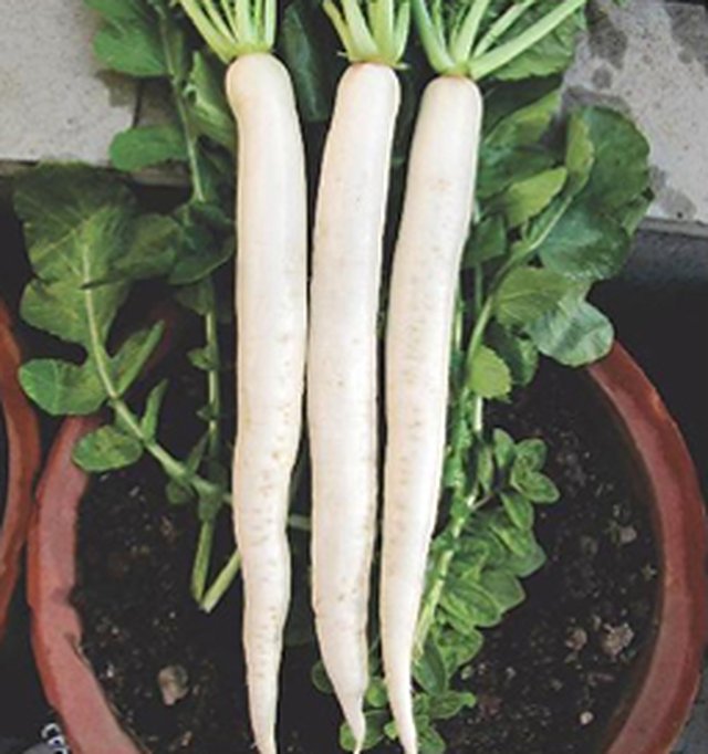 Radish Late Bolting — Radish seeds, Durga Seed Farm