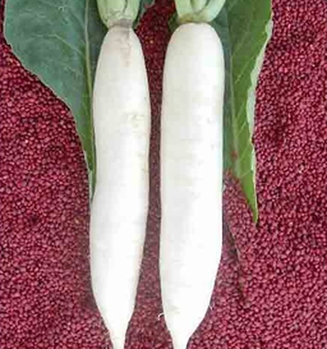 Radish Chetki Palak Patta — Radish seeds, Durga Seed Farm