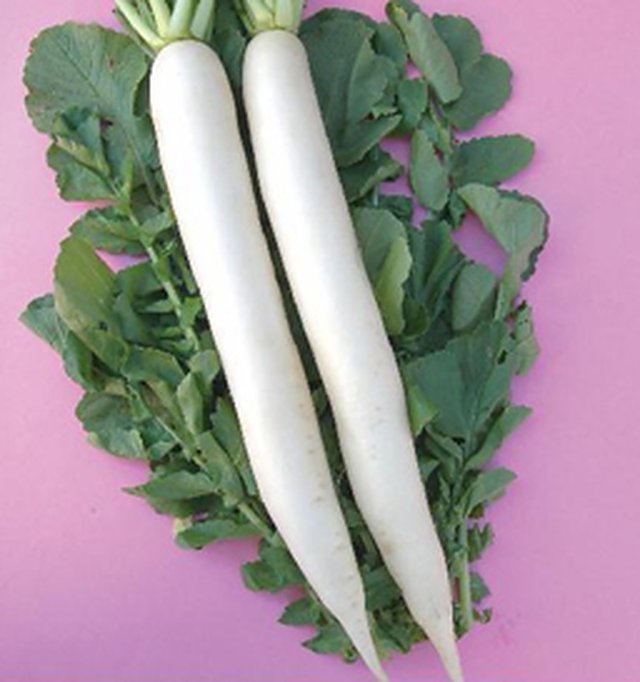 Chetki Long Baramasi (White Label) — Radish seeds, Durga Seed Farm
