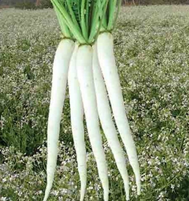 Radish Dc White — Radish seeds, Durga Seed Farm