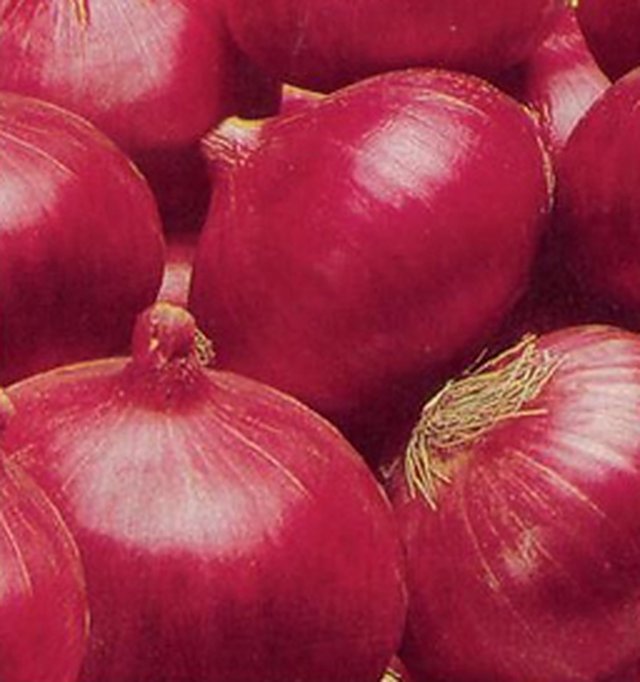 Onion Nasik Red(N-53) — Onion seeds, Durga Seed Farm