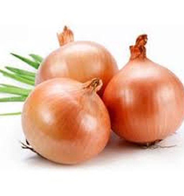 Onion Phursungi — Onion seeds, Durga Seed Farm