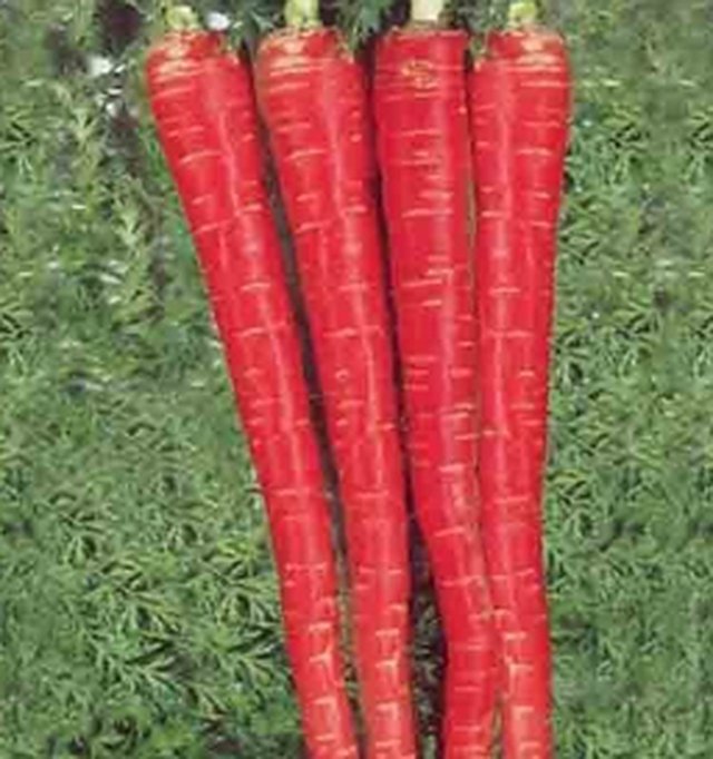 Carrot Red Beauty — Carrot seeds, Durga Seed Farm