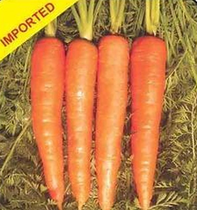 Carrot Durgesh Kuroda — Carrot seeds, Durga Seed Farm