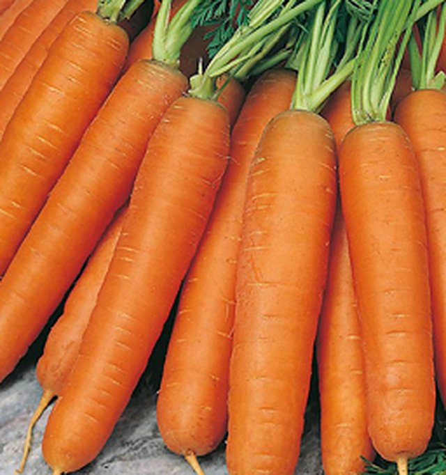 Carrot Nantees(Imp) — Carrot seeds, Durga Seed Farm