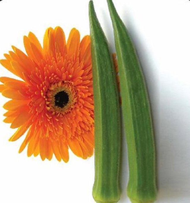 Bhindi Summer Beauty — Okra seeds, Durga Seed Farm