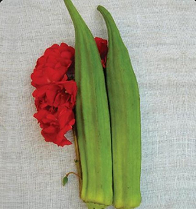 Okra Seven Lines — Okra seeds, Durga Seed Farm