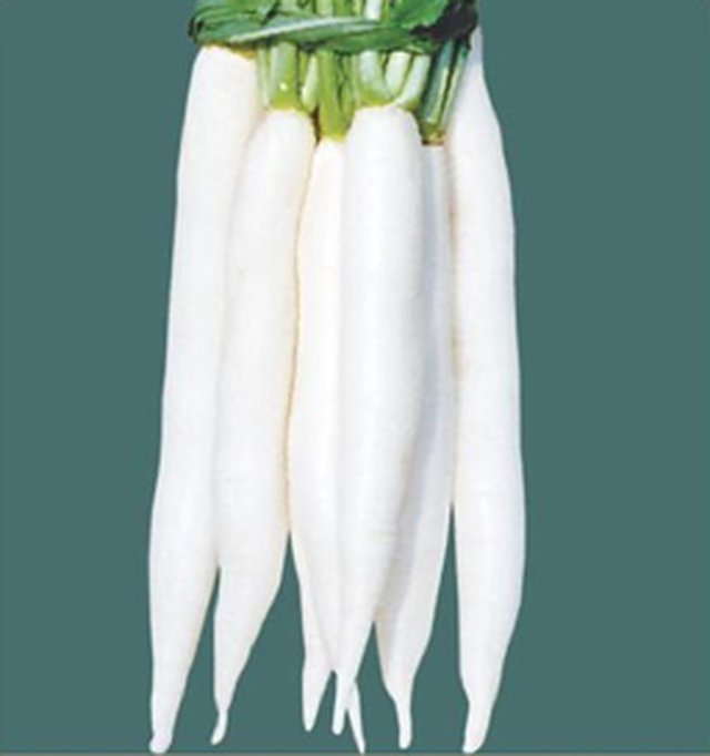 Radish Super Star F1 — Radish seeds, Durga Seed Farm