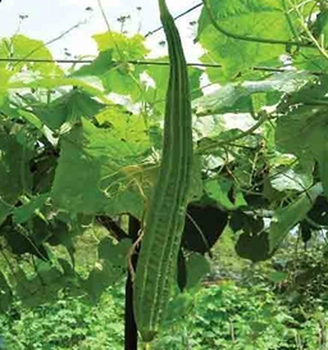 Ridge Gourd Supreme F1 — Ridge Gourd seeds, Durga Seed Farm