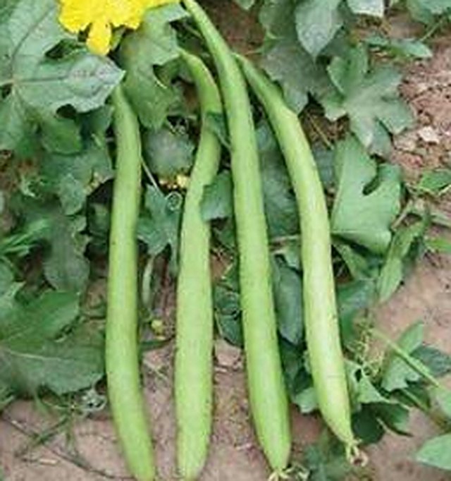 Sponge Gourd Light Green F1 — Sponge Gourd seeds, Durga Seed Farm
