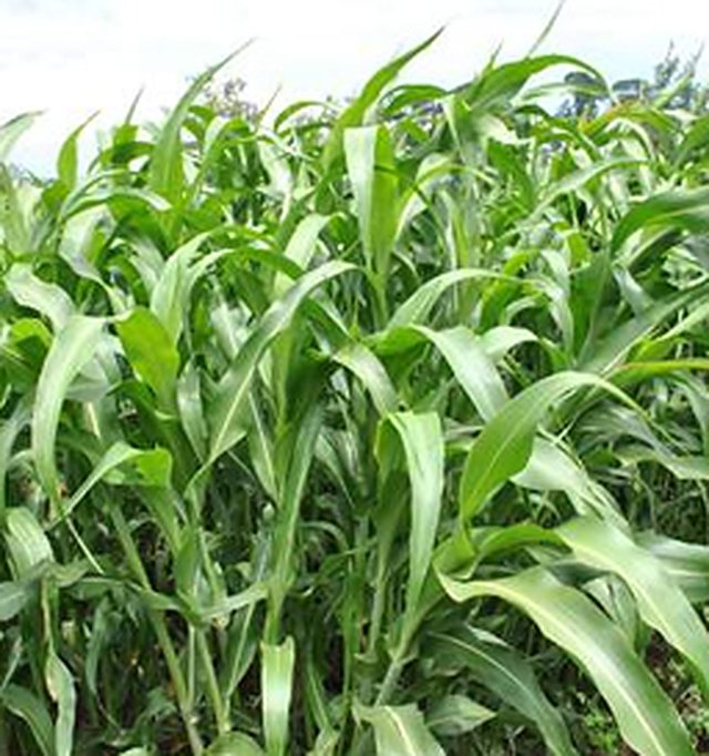 SSG F1 (Fodder Seed) — Fodder Seed seeds, Durga Seed Farm