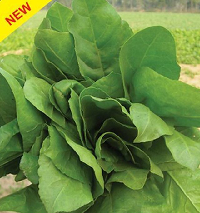 Spinach Komal F1 (Late Bolting) — Spinach seeds, Durga Seed Farm