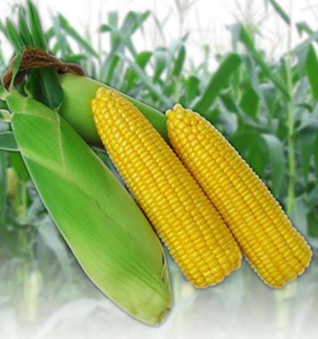 SWEET CORN YELLOW GOLD F1 — Sweet Corn seeds, Durga Seed Farm