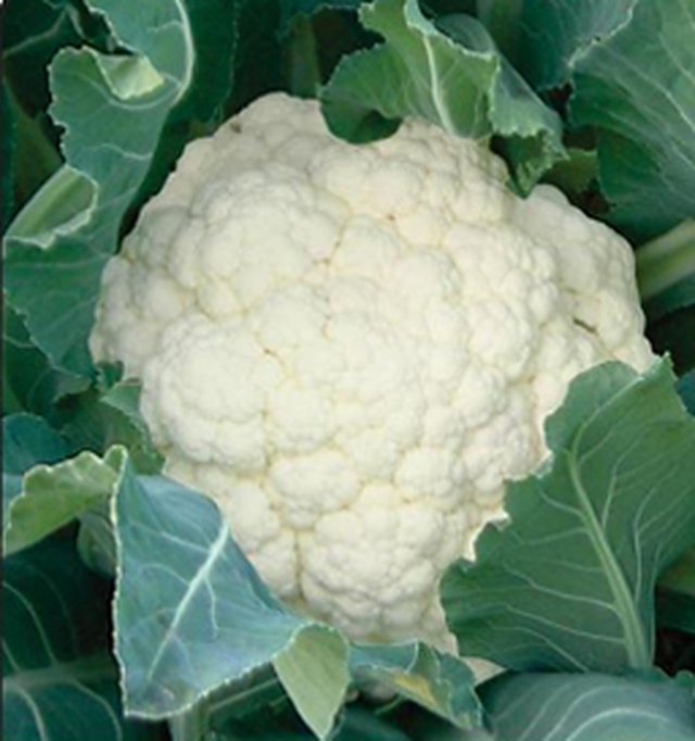 Cauliflower Super Snowball — Cauliflower seeds, Durga Seed Farm
