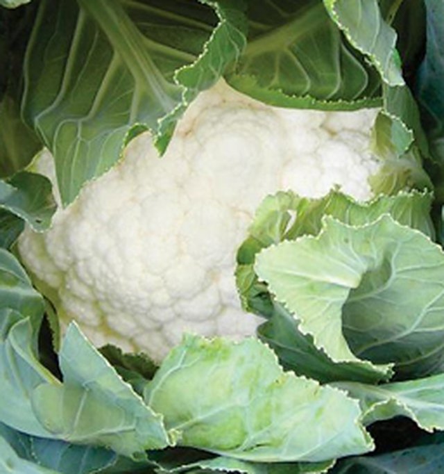 Cauliflower Durgesh Uday — Cauliflower seeds, Durga Seed Farm