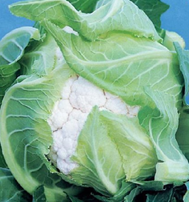 Cauliflower Durgesh-41 — Cauliflower seeds, Durga Seed Farm