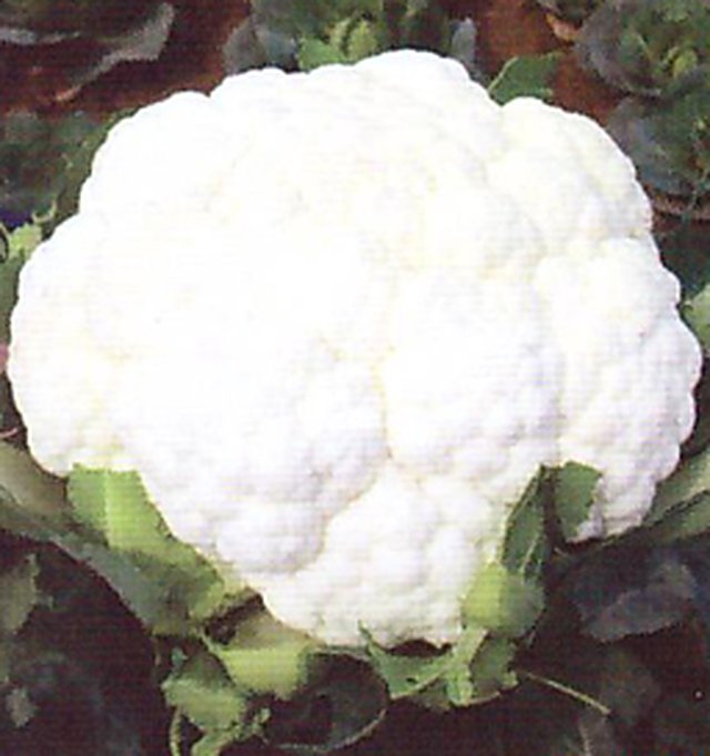 Cauliflower Rani — Cauliflower seeds, Durga Seed Farm