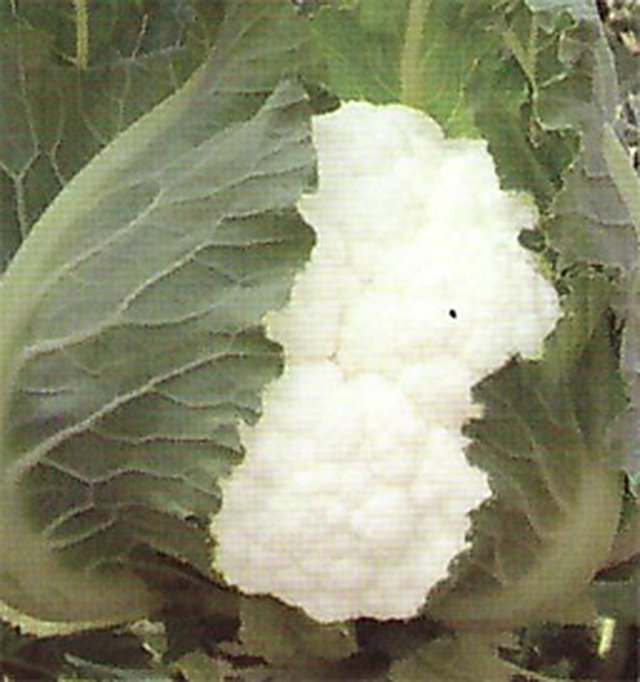 Cauliflower Durgesh-31 — Cauliflower seeds, Durga Seed Farm