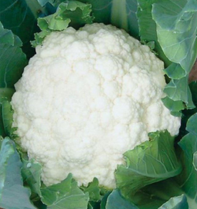 Cauliflower Early Kuari — Cauliflower seeds, Durga Seed Farm