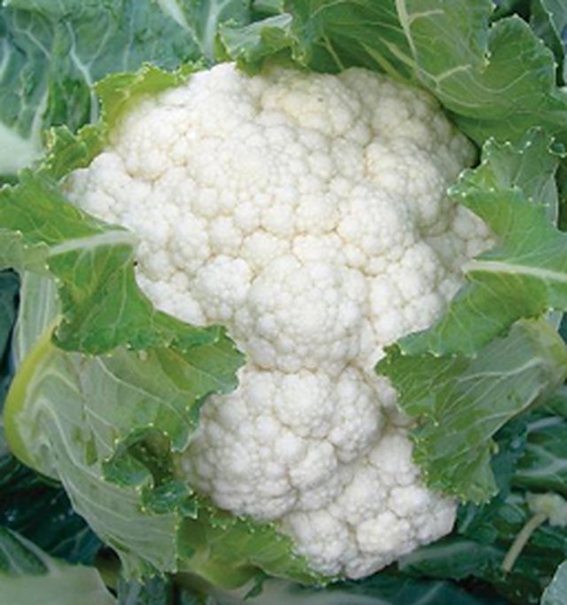 Cauliflower Poosi — Cauliflower seeds, Durga Seed Farm