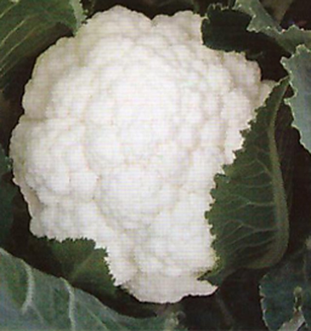 Cauliflower Maghi — Cauliflower seeds, Durga Seed Farm