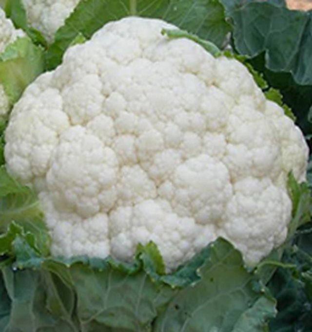 Cauliflower Maghi Improved — Cauliflower seeds, Durga Seed Farm