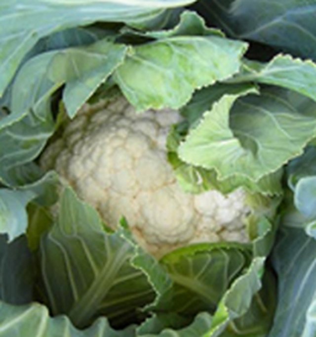 Cauliflower Snowball-16 — Cauliflower seeds, Durga Seed Farm