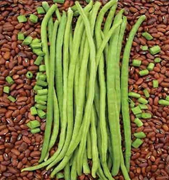 Cowpeas Cp-4 (Baramasi) — Cowpeas seeds, Durga Seed Farm