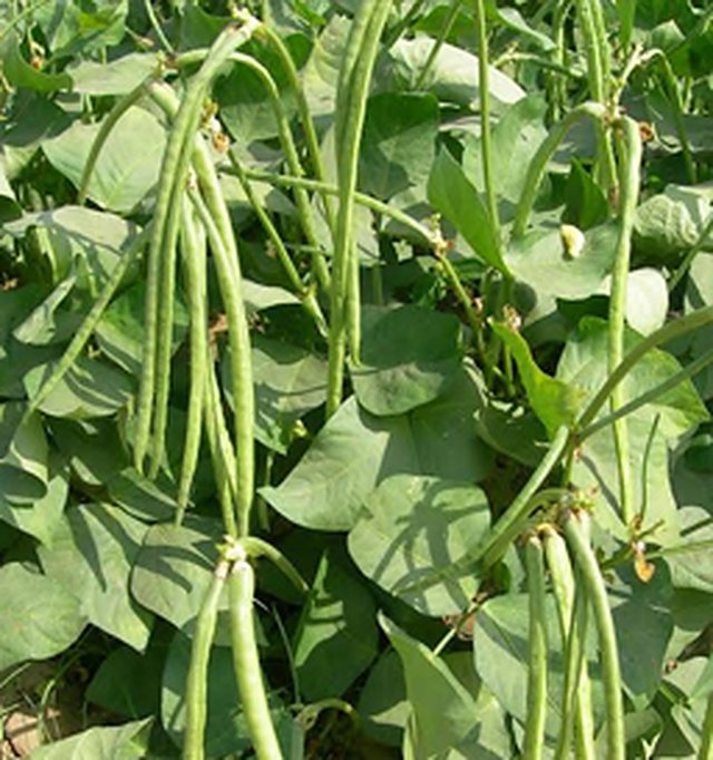 Cowpeas Gomti — Cowpeas seeds, Durga Seed Farm