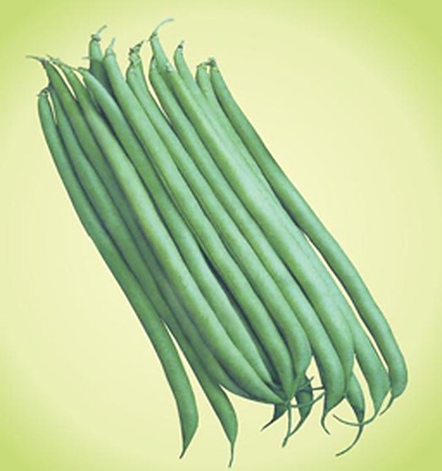 Bean Nitara Green (Pencil Beans) — French Beans seeds, Durga Seed Farm
