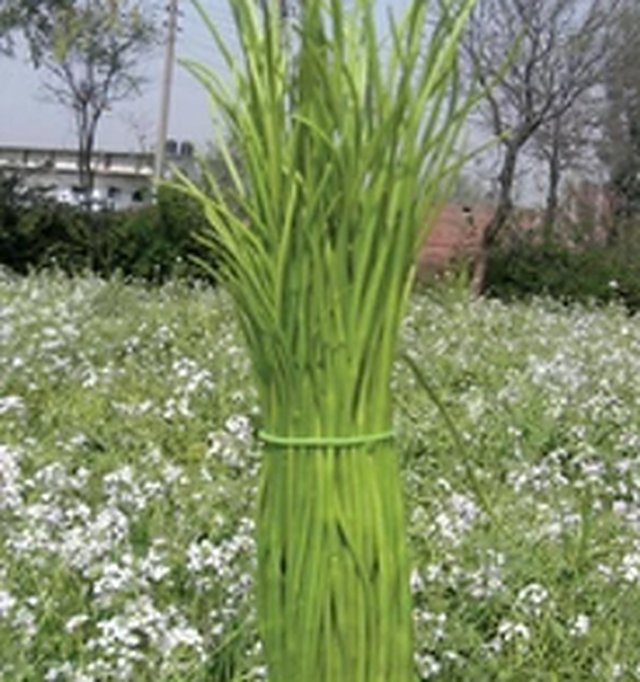 Singra (Mongra): Rat Tail Radish — Singra (Mongra) seeds, Durga Seed Farm