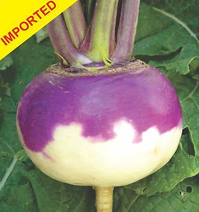 Turnip Purple Top White Globe — Turnip seeds, Durga Seed Farm