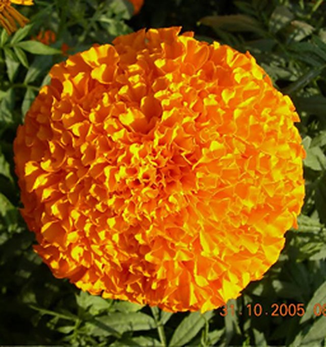 Marigold African Giant — Marigold seeds, Durga Seed Farm