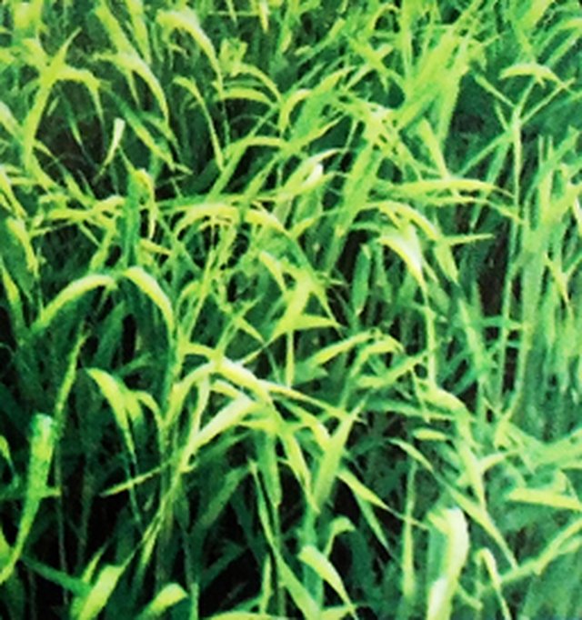 Rye Grass (Forage Seed) — Grass seeds, Durga Seed Farm