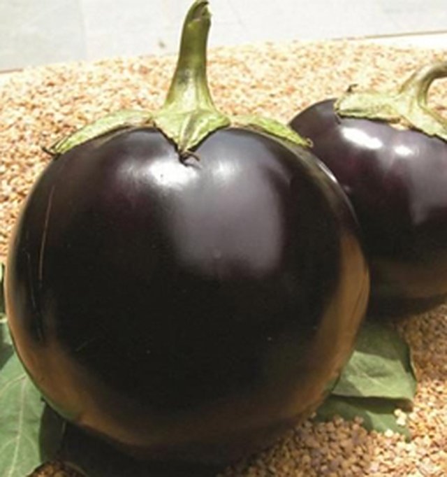 Brinjal Black Beauty — Brinjal seeds, Durga Seed Farm