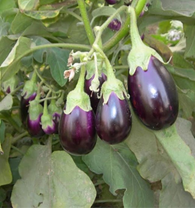 Brinjal Chu Chu — Brinjal seeds, Durga Seed Farm