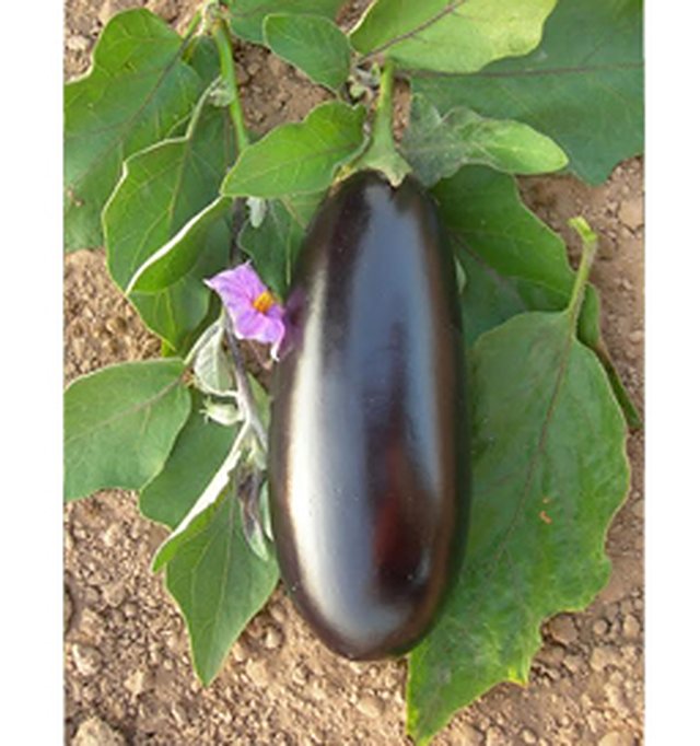 Brinjal Siliguri Long — Brinjal seeds, Durga Seed Farm