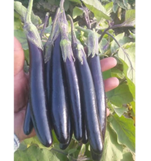 Brinjal Durgesh Purple Long — Brinjal seeds, Durga Seed Farm