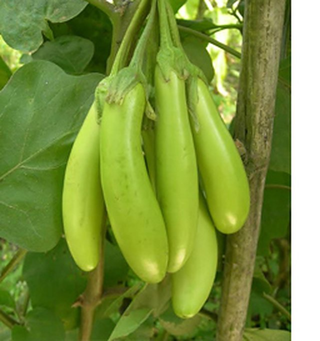 Brinjal Green Long — Brinjal seeds, Durga Seed Farm