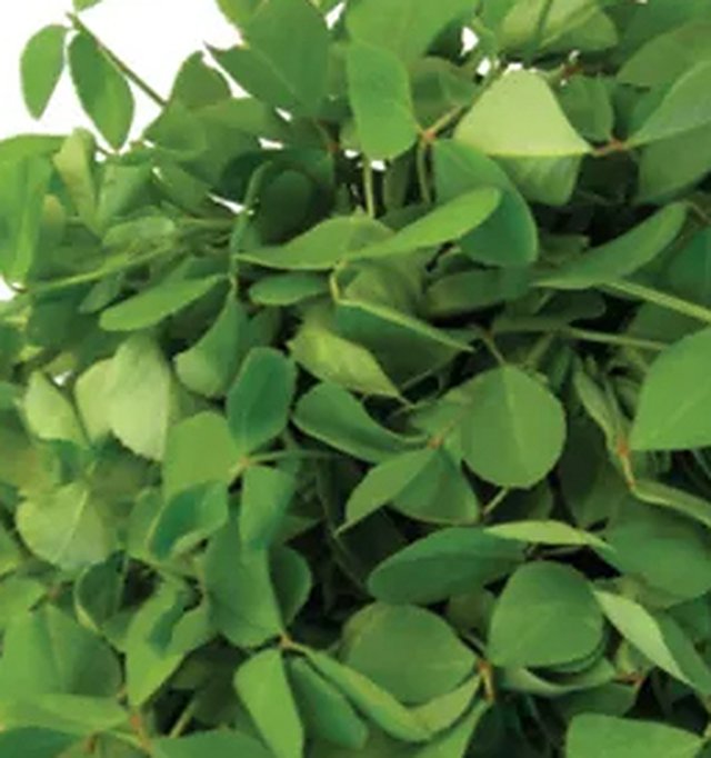 Methi Multicut — Methi seeds, Durga Seed Farm